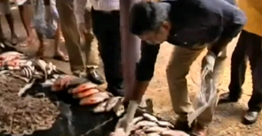 chennai-fish-raid chennai-fish-raid