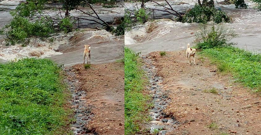 flood-dog flood-dog