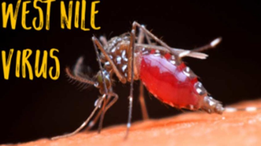 westnile-virus