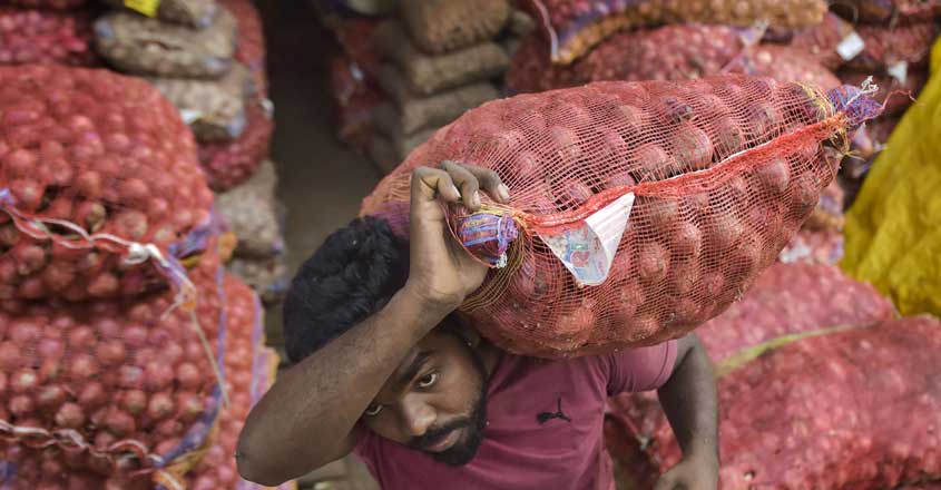 worker-carries-an-onion-sac worker-carries-an-onion-sac