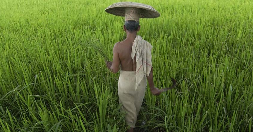 chingam-farmer chingam-farmer