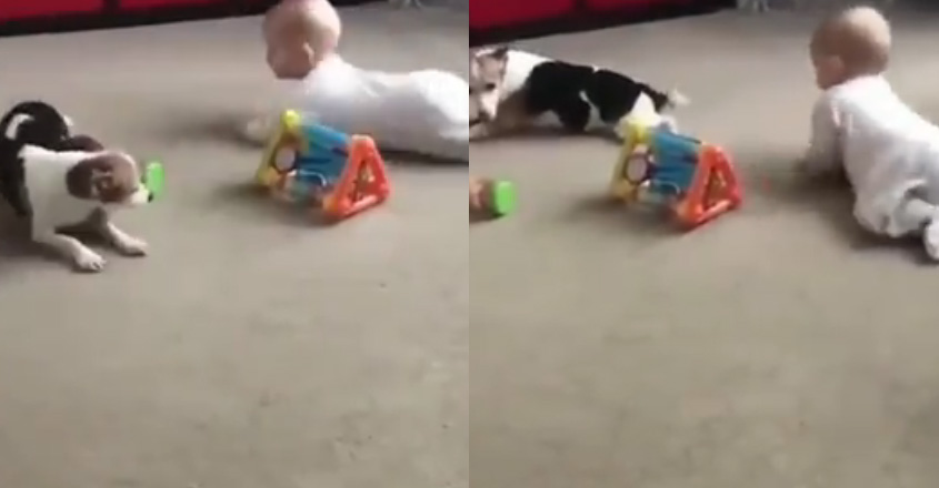 baby-dog baby-dog
