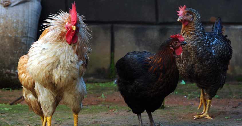 Chicken-- Chicken--