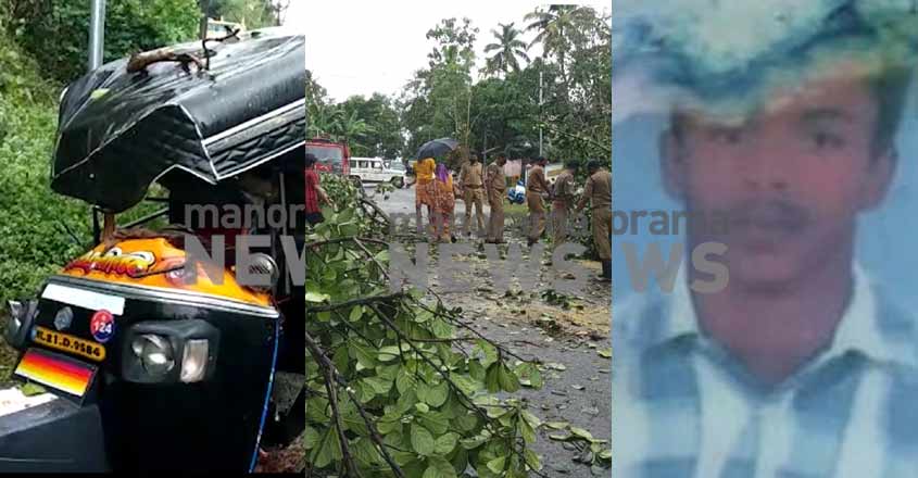 varkala-tree-accident varkala-tree-accident
