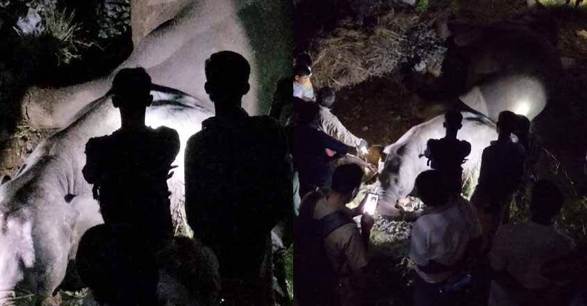 wild-elephant-palakkad