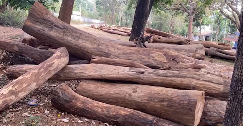 tree-cut-dfo tree-cut-dfo