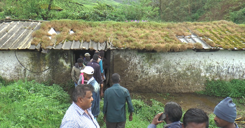 munnar-tigar