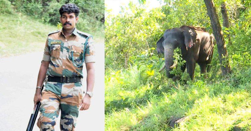 Forest Department Mission Team Member Died After Wounded in Wild Elehpaht Boar Attack |  manoramanotizie |  Latest news