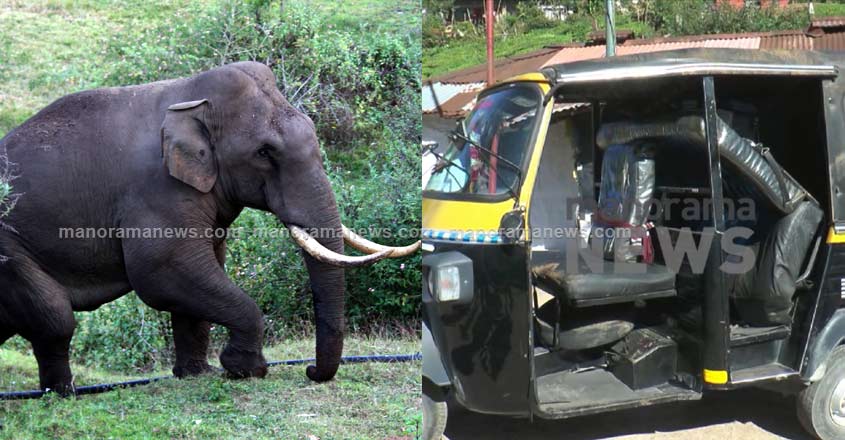 padayappa-elephant-3