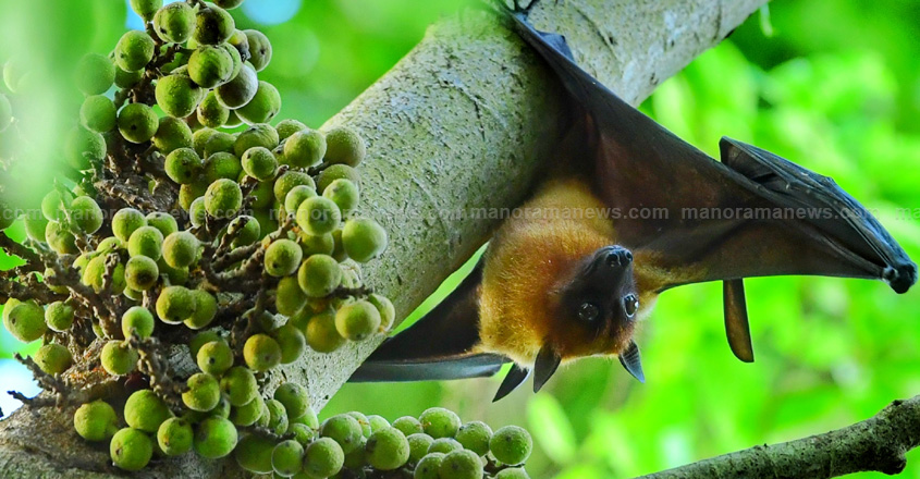 Bat-spotted-at-Kozhikode