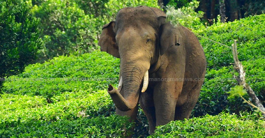 Arikomban-wild-elephant1704