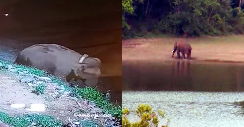 arikomban-reached-the-inhab