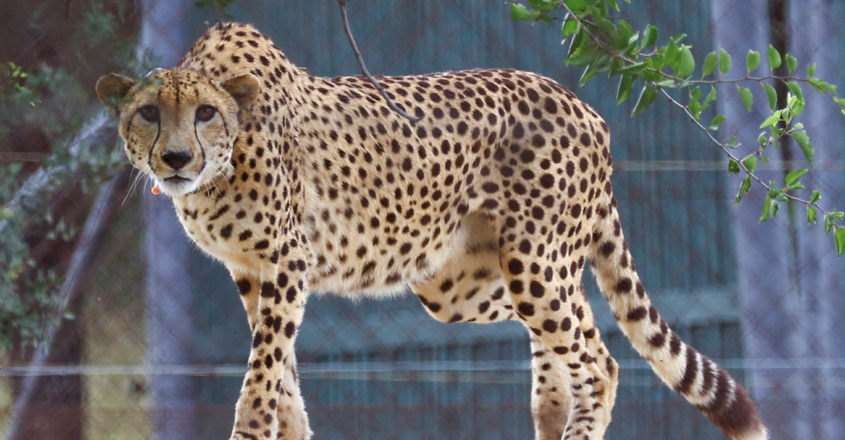 cheetah-looks-on-after-bein