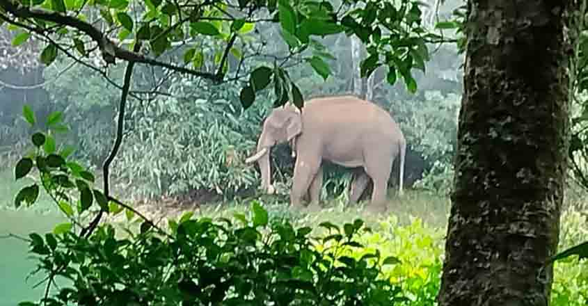 Arikomban-kanyakumari