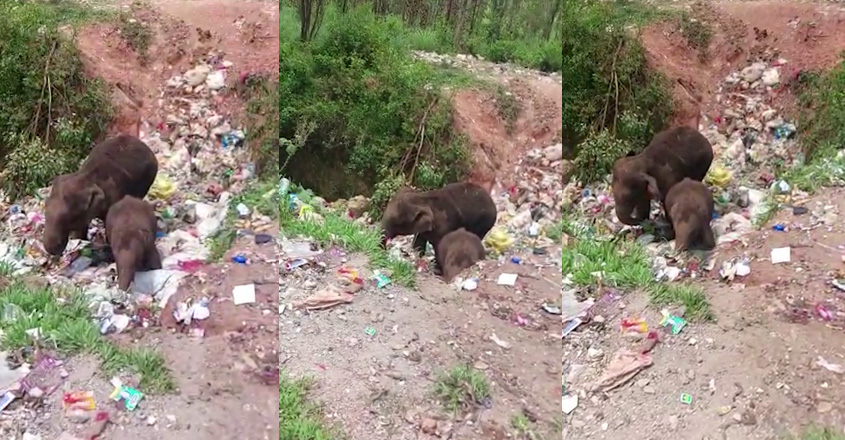 elephant-eating-plastic-in-