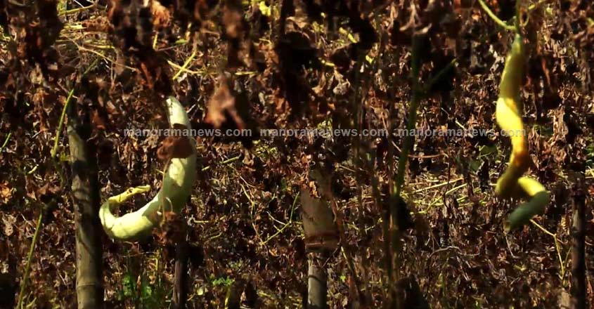 vegetablefarmers-17
