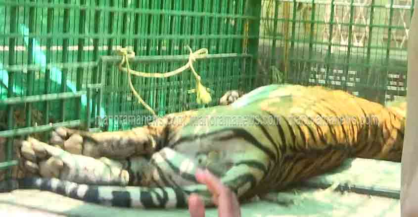 probe-tiger-14 probe-tiger-14