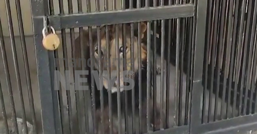 lions-tirupati-zoo-maul-man