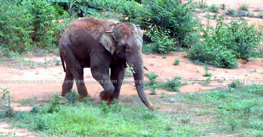 thaneerkomban-wayanad