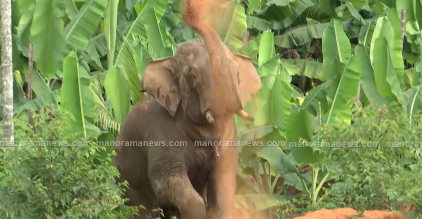 thanneer-komban-wayanad-030