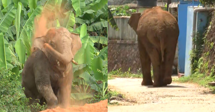 thanneer-komban-wayanad-845