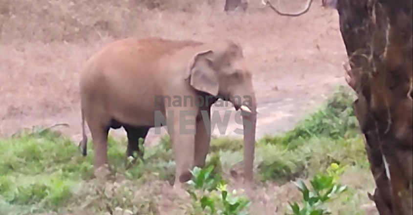 athirappilly-elephant-02 athirappilly-elephant-02