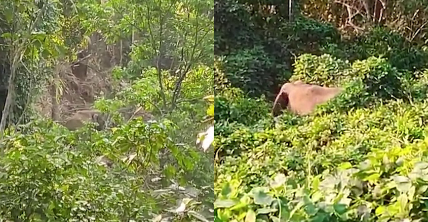 munnar-elephant-attacks