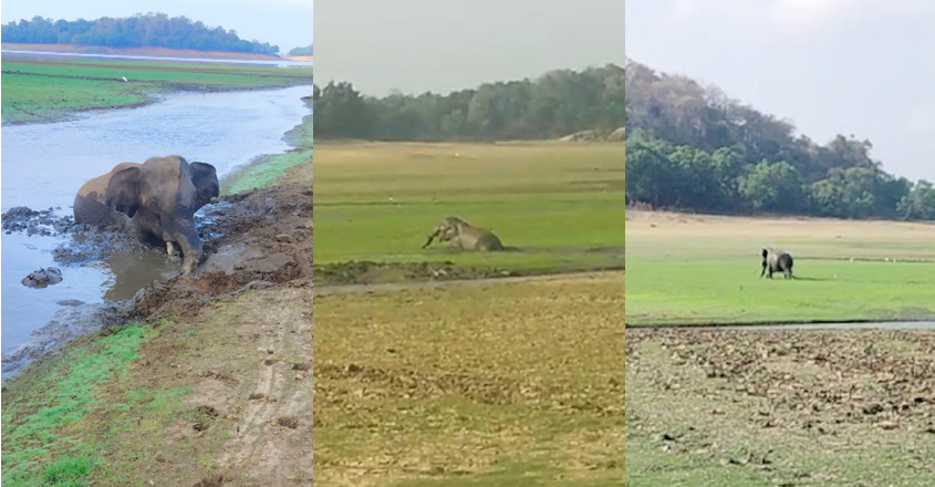 elephant-calf-plkd-06