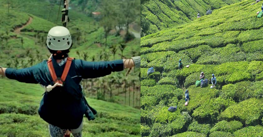 tea-tourism tea-tourism