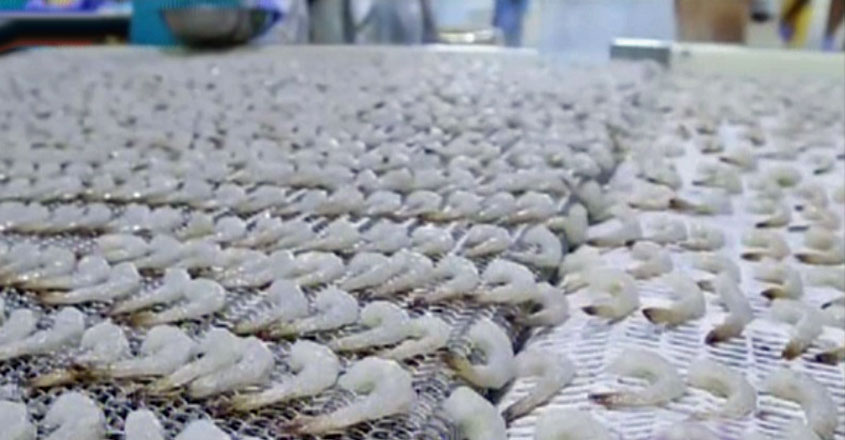 prawns-us-t prawns-us-t