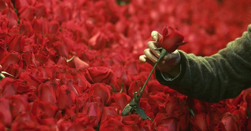 love-day-rose-prise love-day-rose-prise