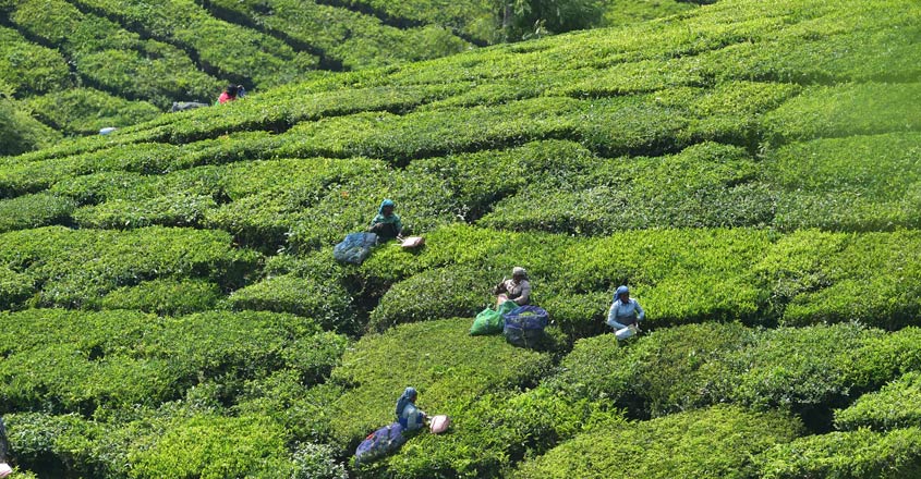 Tea-plantation-main Tea-plantation-main