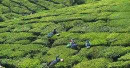 ചായക്കോപ്പകള് നിറച്ച് ഇന്ത്യ; തേയില ഉൽപാദനത്തിൽ വളർച്ച ചായക്കോപ്പകള് നിറച്ച് ഇന്ത്യ; തേയില ഉൽപാദനത്തിൽ വളർച്ച