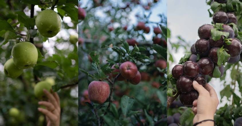 himachal-pradesh-apples