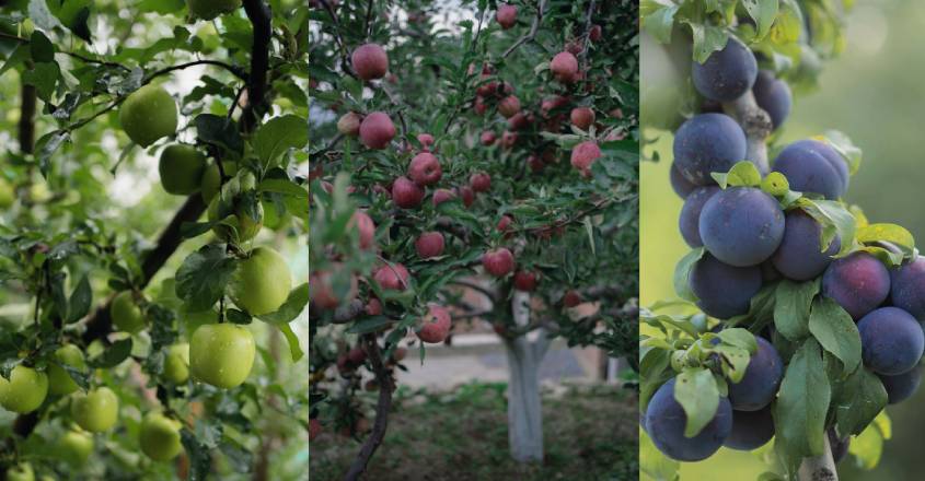 jubbal-apples