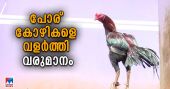 കൗതുകത്തിന് തുടങ്ങി, വരുമാനം നേടിക്കൊടുത്ത് പോര് കോഴികൾ