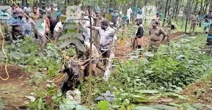 ഒരു പകൽ മുഴുവൻ പോത്തിന്റെ കയ്യിൽ; ഒടുവിൽ കുരുക്കിട്ടു; അമ്പരന്ന് നാട്ടുകാർ ഒരു പകൽ മുഴുവൻ പോത്തിന്റെ കയ്യിൽ; ഒടുവിൽ കുരുക്കിട്ടു; അമ്പരന്ന് നാട്ടുകാർ