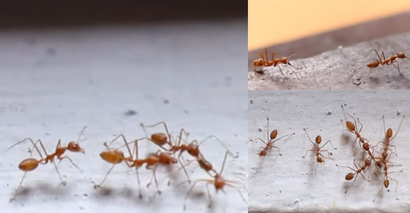 ant-short-film ant-short-film