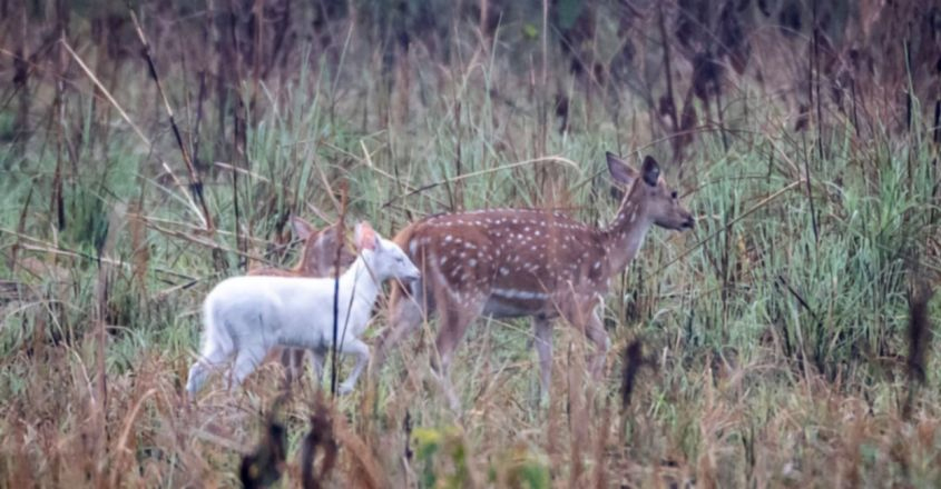 white-deer