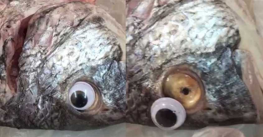 fish fish