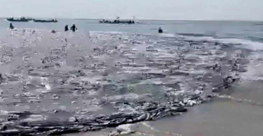 uae-fish-viral-video uae-fish-viral-video