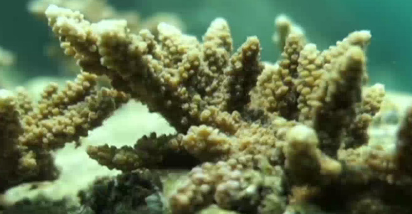 coral-reef coral-reef