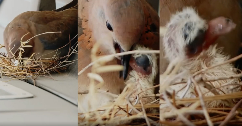 bird.jpg2 bird.jpg2