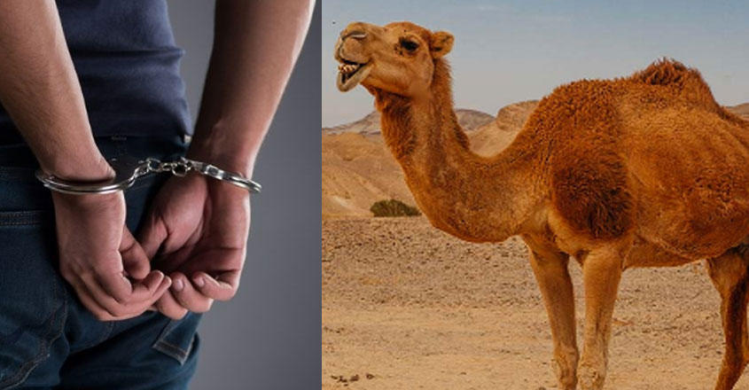 camel-arrest camel-arrest