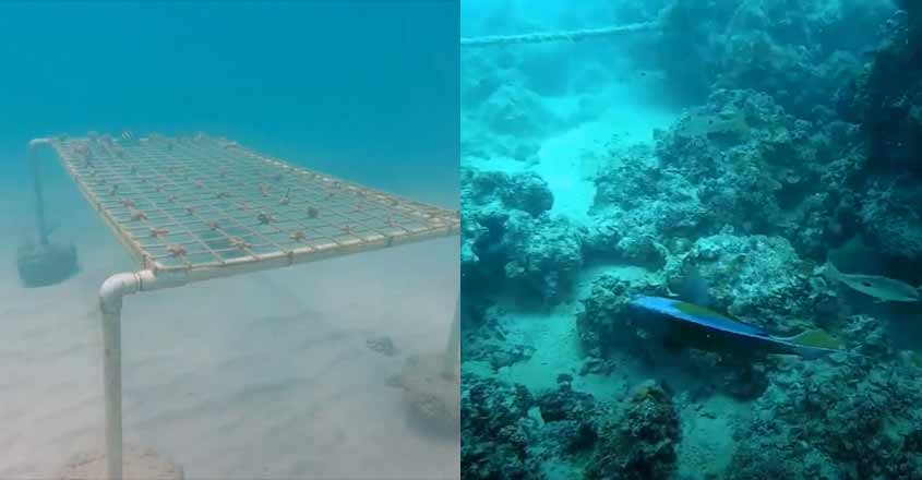 abudhabi-corals abudhabi-corals