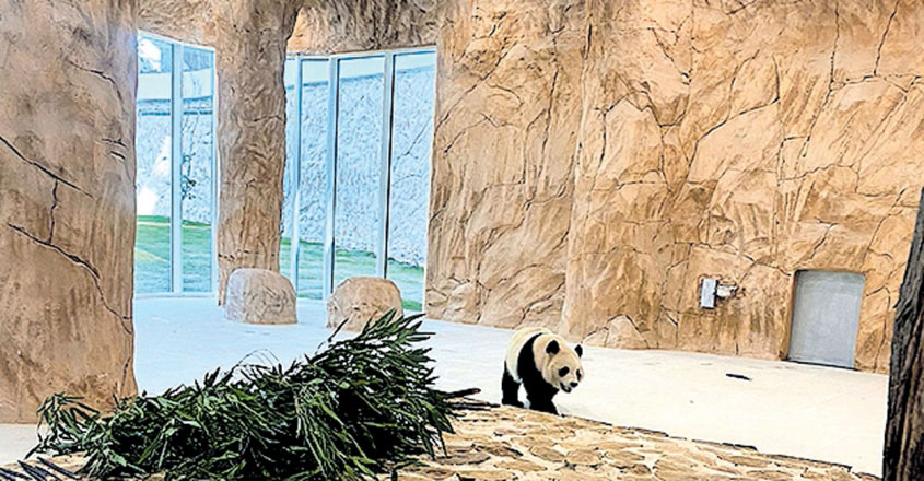 China's donation to the Qatar World Cup; Two Giant Pandas | China