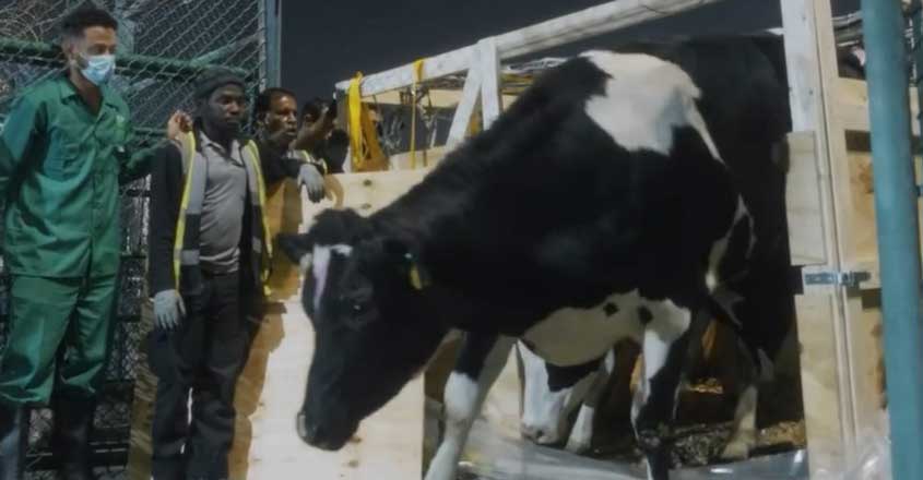 sharjah-cow