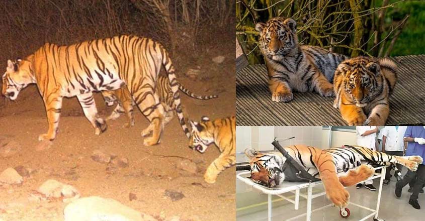 avni-tiger-kids avni-tiger-kids
