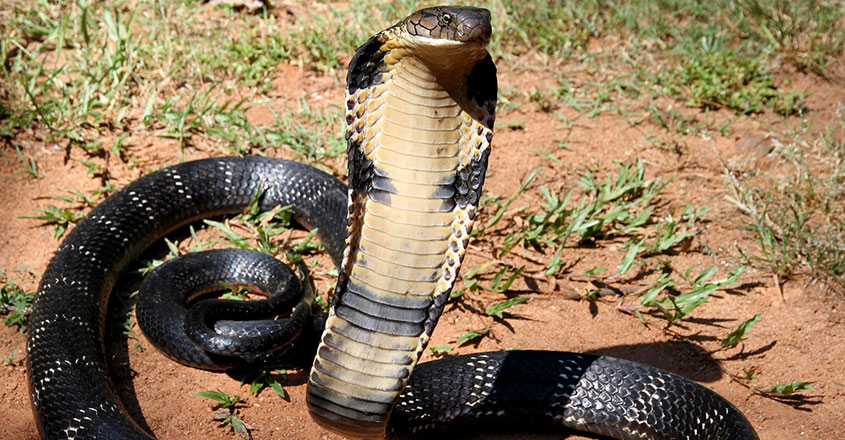 king-cobra-new king-cobra-new