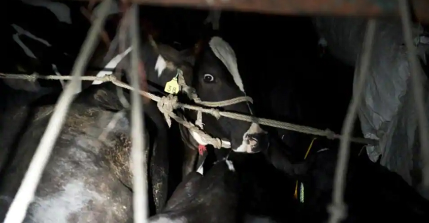 cow cow